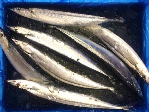 中からは大量の秋刀魚が!!